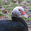 Muscovi duck females
