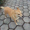 Cutieus Doggius