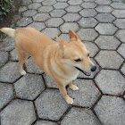 Cutieus Doggius