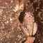 Spring Peeper
