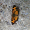 Pearl Crescent