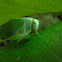 Leaf Grasshopper