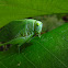 Leaf Grasshopper