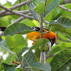 Orange Oreol