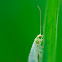 Common green lacewing