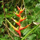 Heliconia
