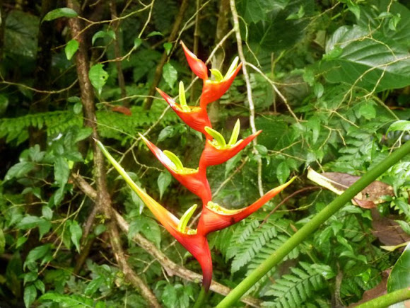 Spotting Image 1