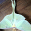 Luna Moth