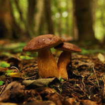 Mushroom Mapping