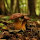 Mushroom Mapping