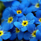 Alpine Forget-Me-Not