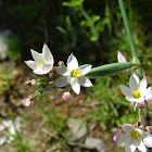 Ñuño