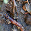 Common earthworm