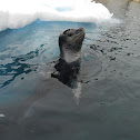 Leopard seal