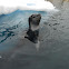 Leopard seal