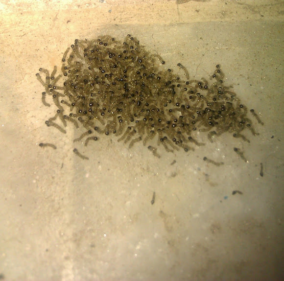 Spotting Image 1