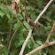Lesser Antillean Pewee