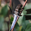 Common Whitetail or Long-tailed Skimmer
