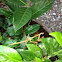 Purple-winged Mantis