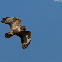 Common Buzzard