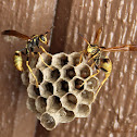 Western Paper Wasp