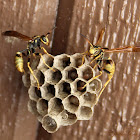 Western Paper Wasp