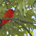 Scarlet Tanager