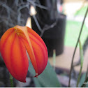 Masdevalia Orchid (Banderita)