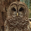 Barred owl
