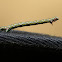 Chlenias Moth (caterpillar)