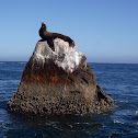 Sea lion