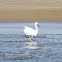 White Crane