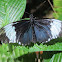 Cydno Longwing Butterfly
