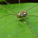 Harvestman