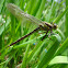 Darner Dragonfly