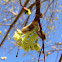 Maple tree