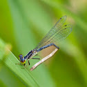 Fragile forktail (female)