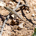 Common Side-blotched Lizard