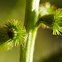 Agrimony