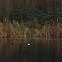 Tufted duck