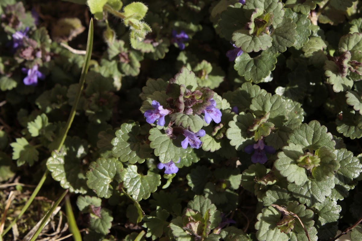 Ground-ivy