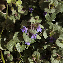 Ground-ivy