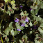Ground-ivy