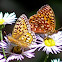 Speyeria mormonia