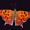 Question Mark Butterfly