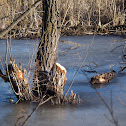 Beaver