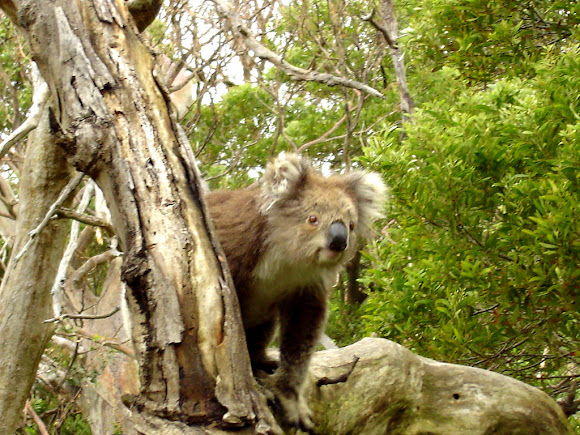 Spotting Image 1