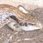 Eastern Blue Tongued Lizard
