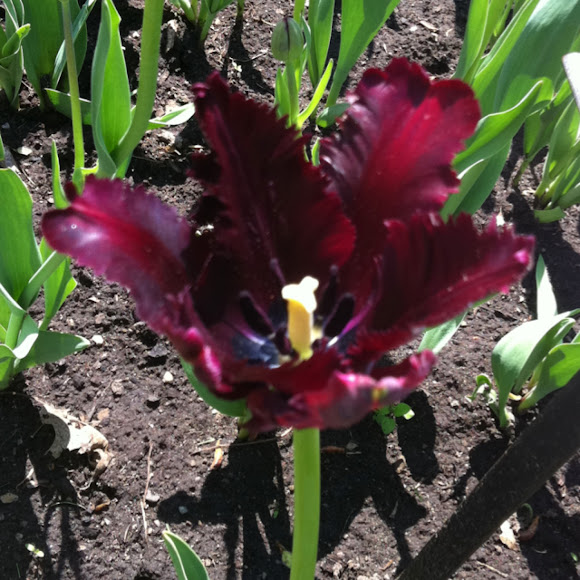 Spotting Image 1