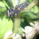Lady bug larvae